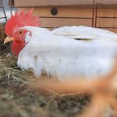L'industrie du poulet menacée par la grippe aviaire en Afrique du Sud
