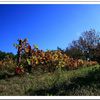 Treille sous le bleu