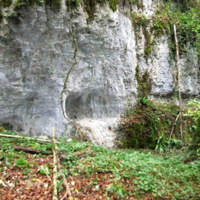 Sapin  du garde à Marsannay la Côte