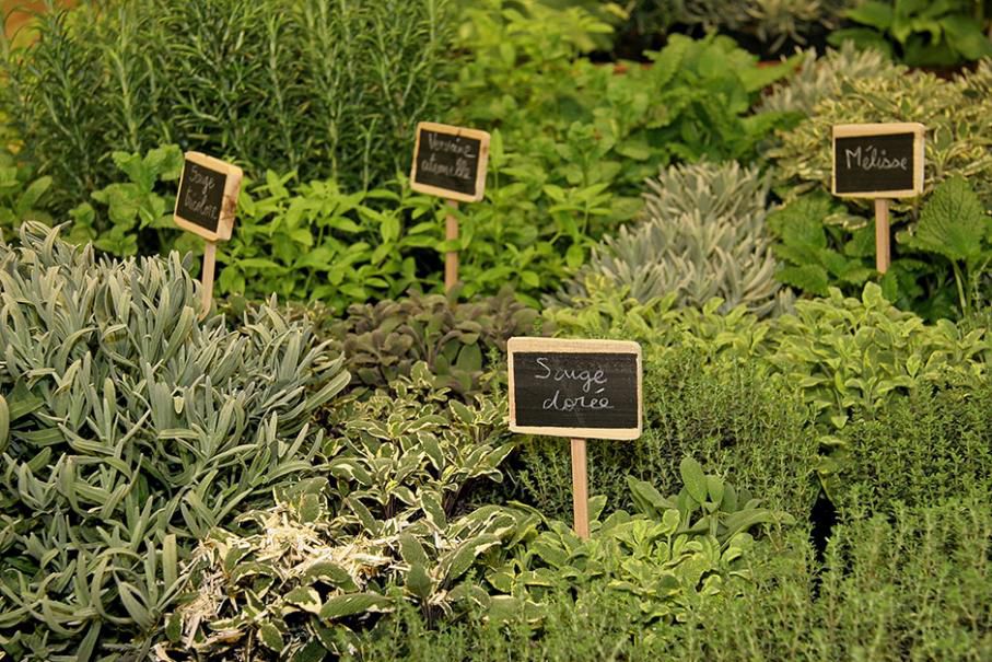 Jardinage: Plantes compagnes : comment et pourquoi les utiliser ?