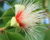Billy Goat Plum : La Fleur Bush Australienne, Joyau de Vitalité et de Bienfaits Naturels
