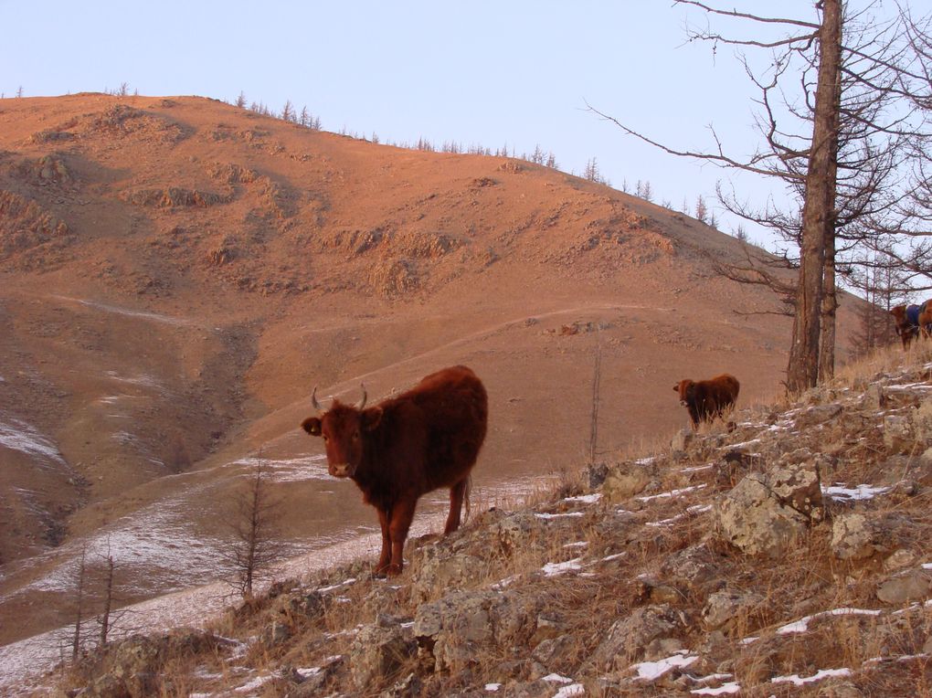 Découverte de la Mongolie en hiver - janvier 2014