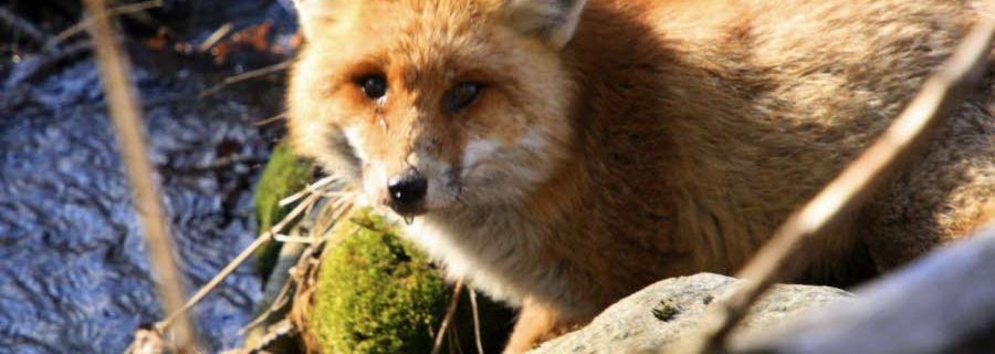 Le renard retiré de la liste des nuisibles, sa chasse interdite