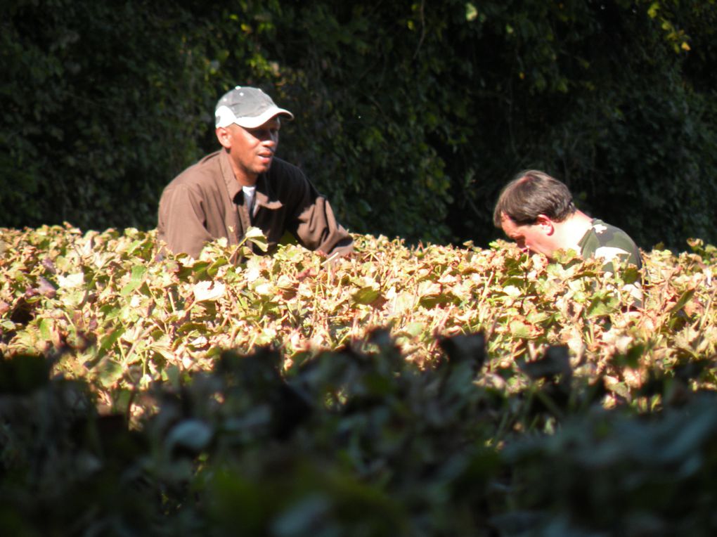 Quelques vues de ces belles vendanges 2010.