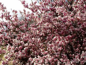 Fleurs de Magnolia dans mon village fin Mars...