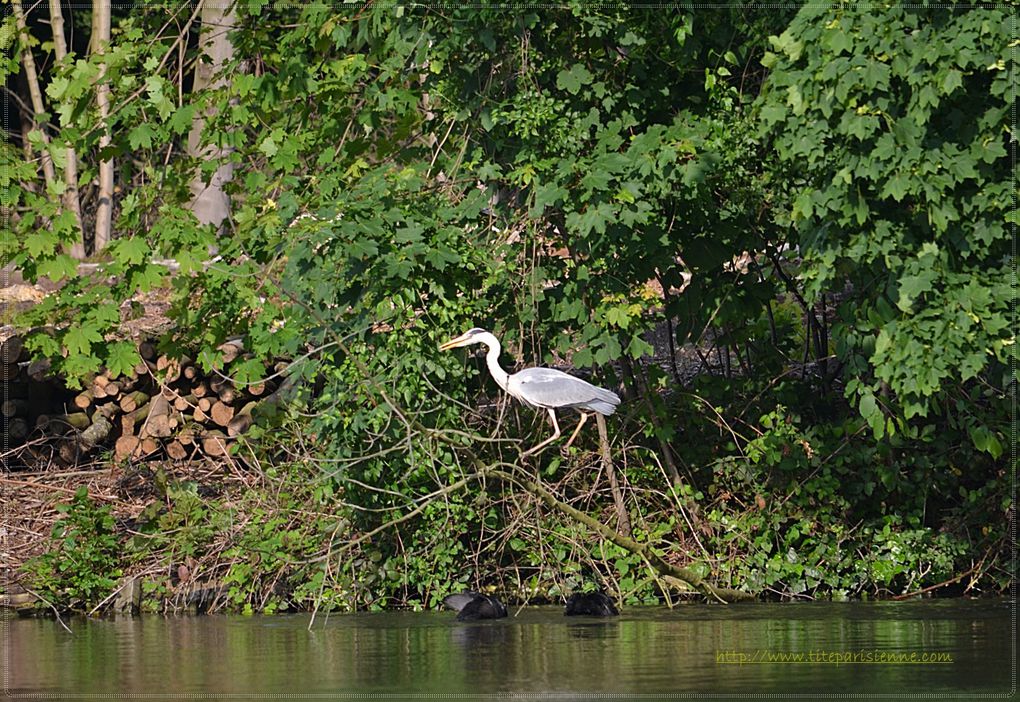 Bois de Vincennes