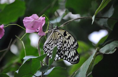 2010 - Papillons