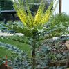 Mahonia " Winter Sun"