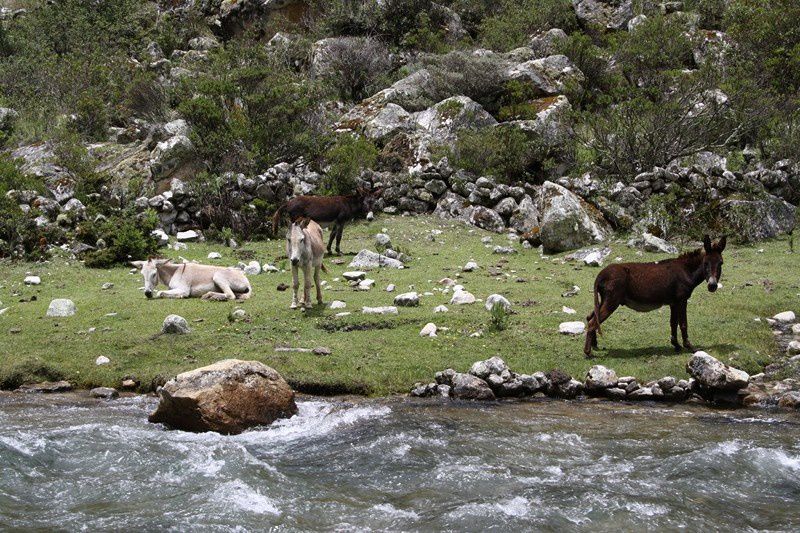 la cordillere des andes, cordillere blanche, noire...