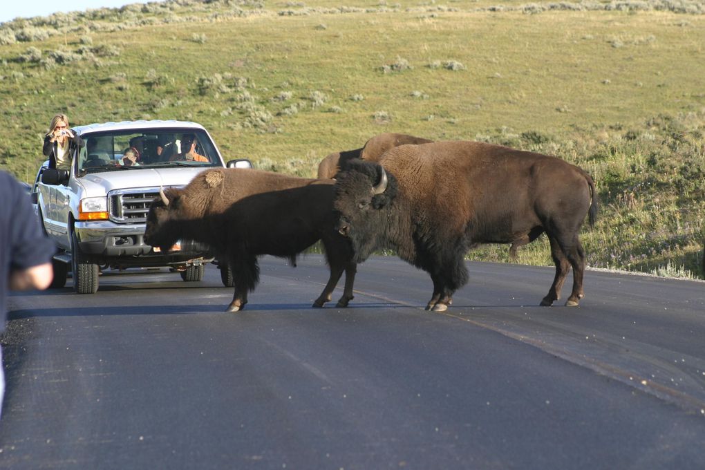 Album - Yellowstone NP, 2004