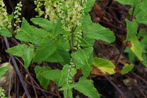 Teucrium scorodonia L.  Germandrée scorodoine, sauge des bois, 