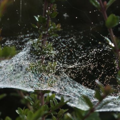 [Thierry] Nébuleuse