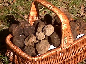 OFFREZ DES JOURNEES TRUFFES POUR NOEL AVEC LA CUISINE DES FLEURS D'YVES TERRILLON