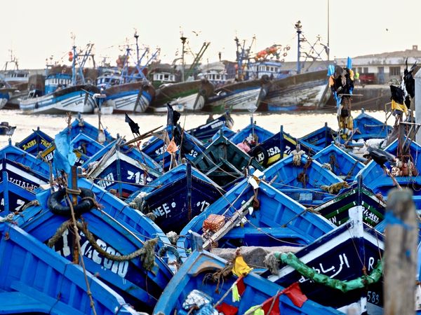 Les barques bleues sont indissociables d'Essaouira, un peu comme les tulipes le sont de la Hollande. Elles ne sont pas seulement une décoration, mais aussi l'outil des pêcheurs...bichonnées, choyées, aimées, admirées, adulées et surtout protégées, elles sont les petites stars du ports et se laissent admirer et photographier comme de véritables actrices de cinéma.
