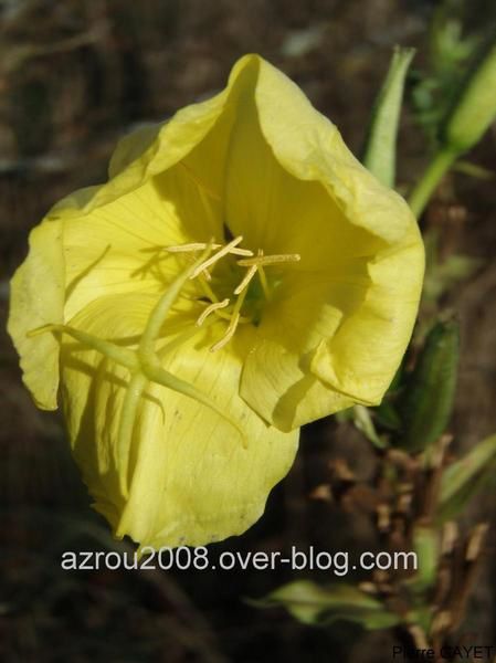 photos prises aux alentours du village de Chemilly, dans l'Allier (03), ainsi que dans la Nièvre (58) et le Puy-de-Dôme (63). Vous y trouverez principalement des photos d'insectes et de fleurs.