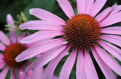 L'échinacée (Echinacea spp.)