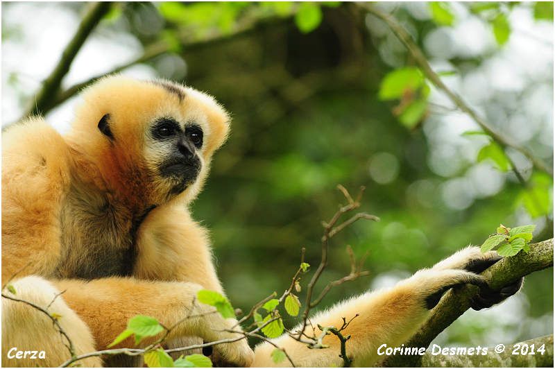 Parc Zoologique de Lisieux Cerza 2014