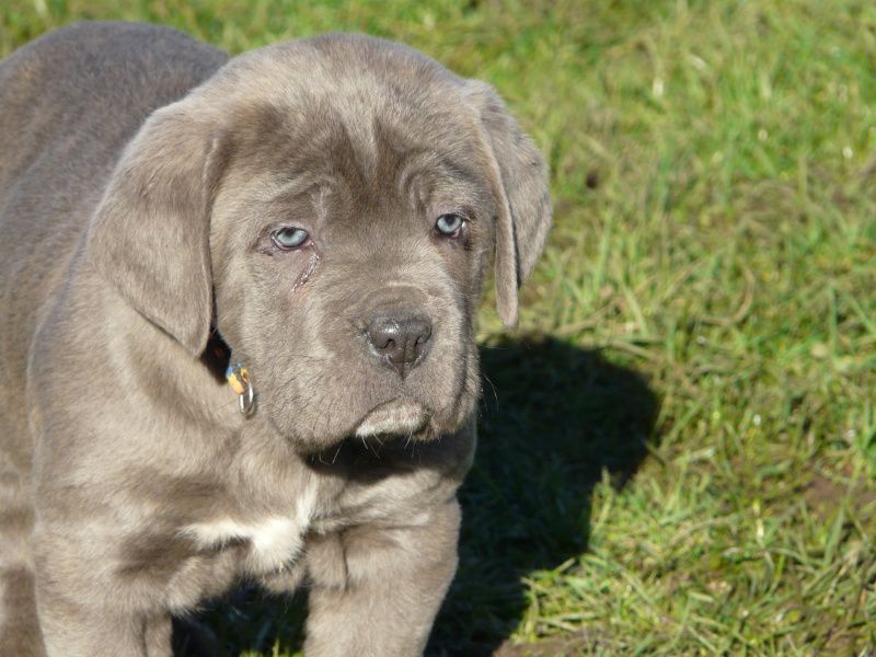 Archives Cane corso 2011