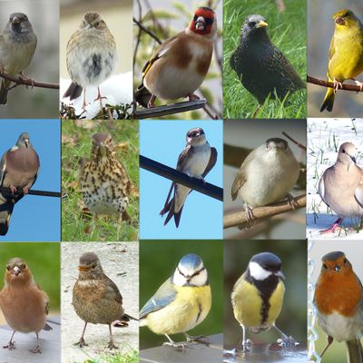 Tous les oiseaux de notre jardin - Récapitulatif