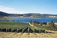 #La Tasmanie et la Vigne