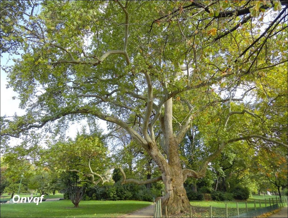 Platane d'Orient, Parc Monceau, Paris 8e (Paris 75) AA