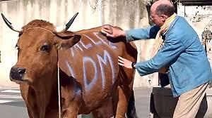 Médiation : quelle vache ! 
