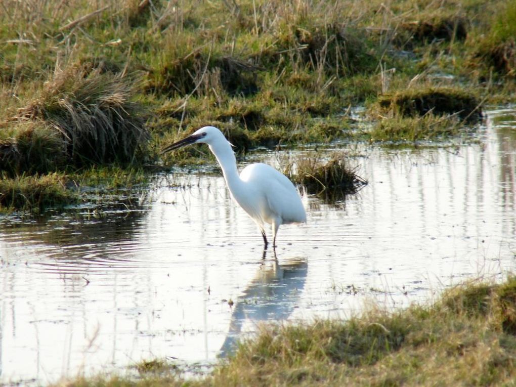 Album - Aigrette-garzette