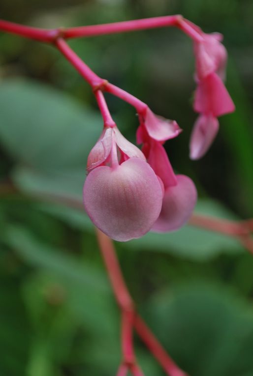 Voici quelques unes des fleurs que l'on peut admirer dans le jardin ces jours-ci. Les roses ne sont pas représentées ici mais la plupart des pieds sont fleuris aussi.