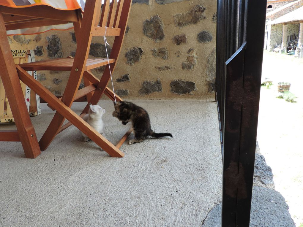 deux petits chats chamusent