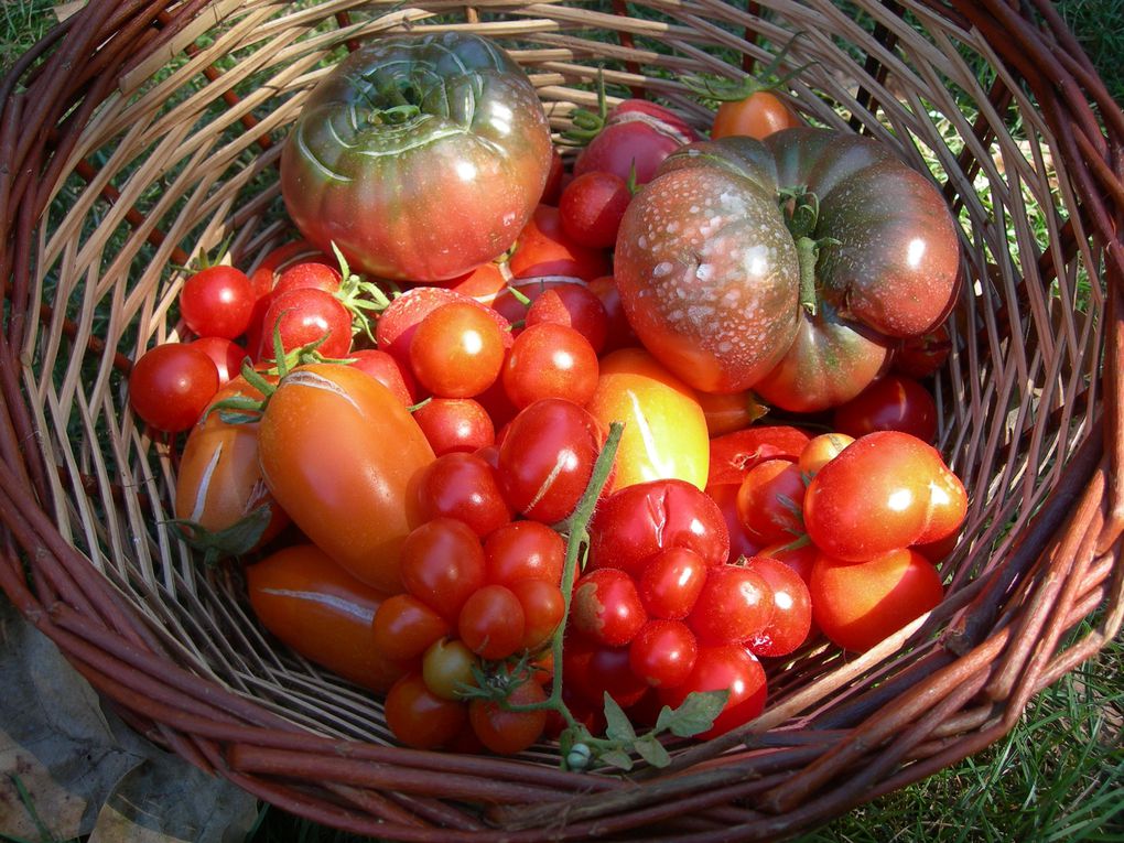 Les 4 saisons du potager