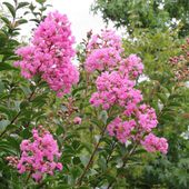 Lilas des Indes - Lagerstroemia indica