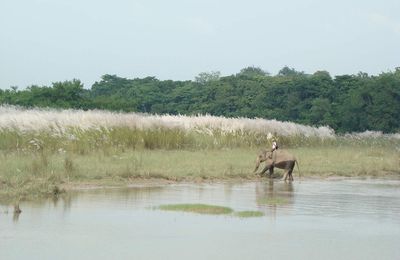 Bardia National park