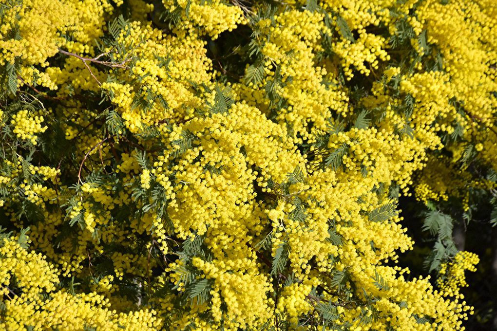 SUR LA ROUTE DU MIMOSA: GRASSE-MANDELIEU