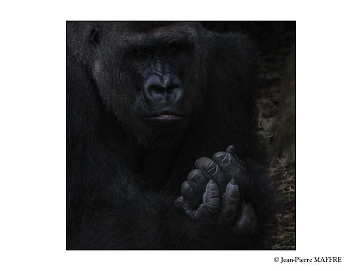 Le Gorille des plaines de l’Ouest est un primate qui vit dans les forêts tropicales humides et les zones marécageuses du côté atlantique de l’Afrique centrale. Il est le plus volumineux de la famille des grands singes.