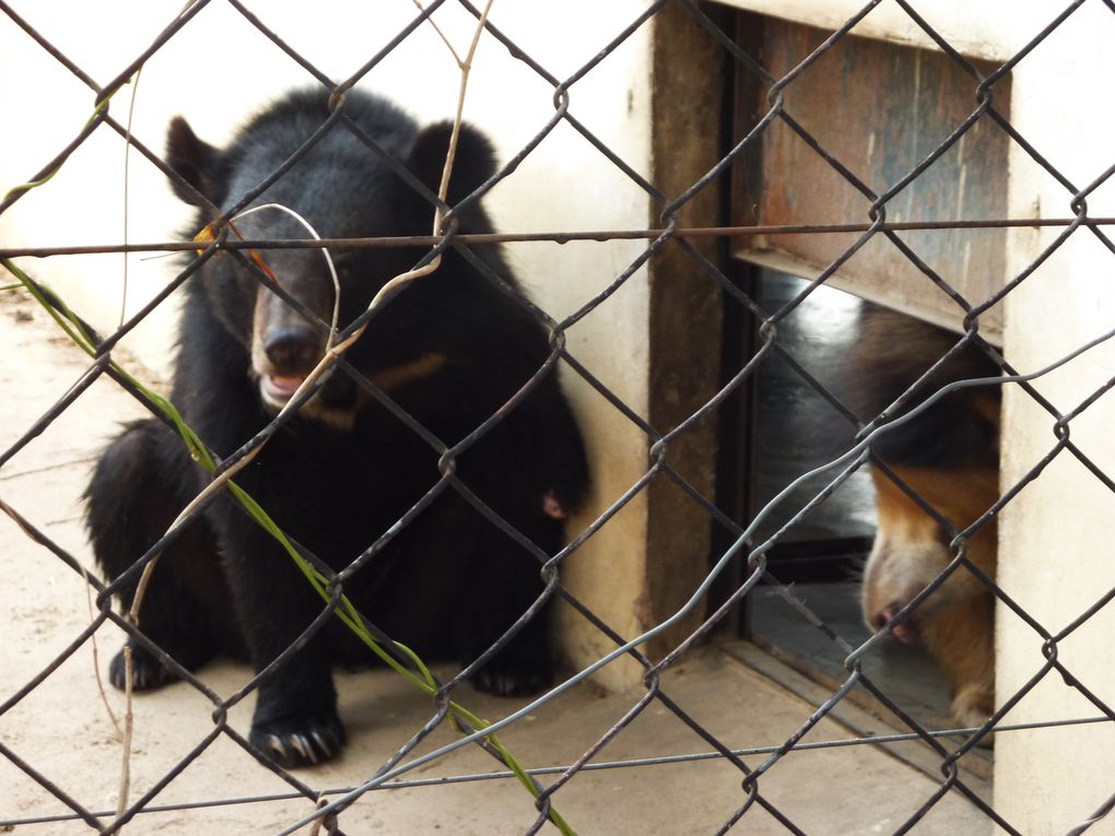 Phnom Tamao Zoological Park and wildlife rescue center.
Pelicans, gibbons, black bear of Asia, ... , Indochina leopard !!