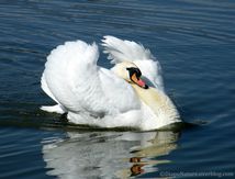 Cygne tuberculé - Cygnus olor - Mute Swan