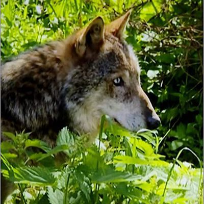 Animaux sauvages - loup
