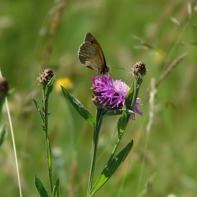 "La vie secrète du jardin" : une websérie sur les petites bêtes