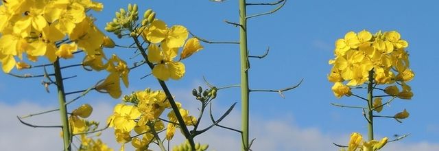Nature en vert et jaune.