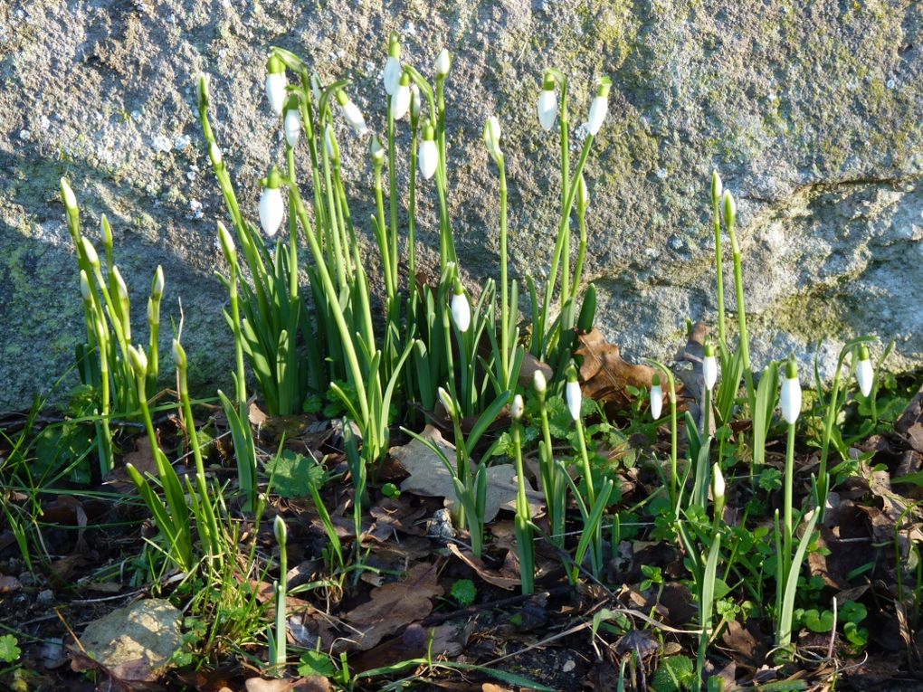 Gros plan sur les fleurs de notre jardin