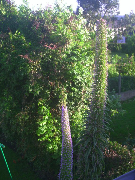 Album - tete d 'echium pininana en floraison