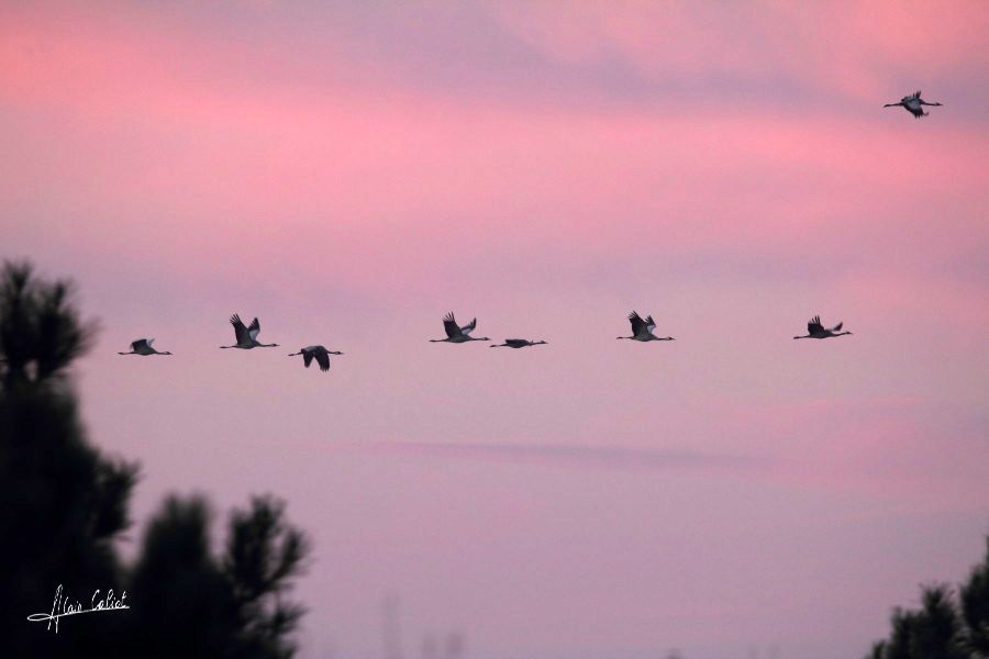 Grues cendrées