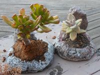 crassula pachira alocasia façon bonsai, roches et bois flottés