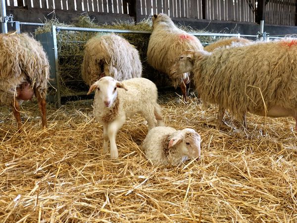 Les brebis (et les premiers agneaux) d’Aurélie