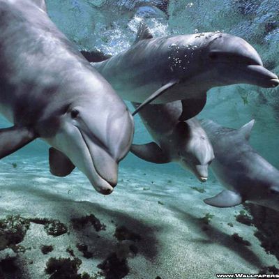 Dauphins - Océan - Photographie - Wallpaper - Free