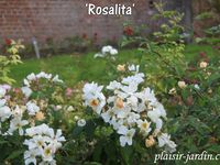 Le concours de roses de Le Roeulx 1/3: la roseraie