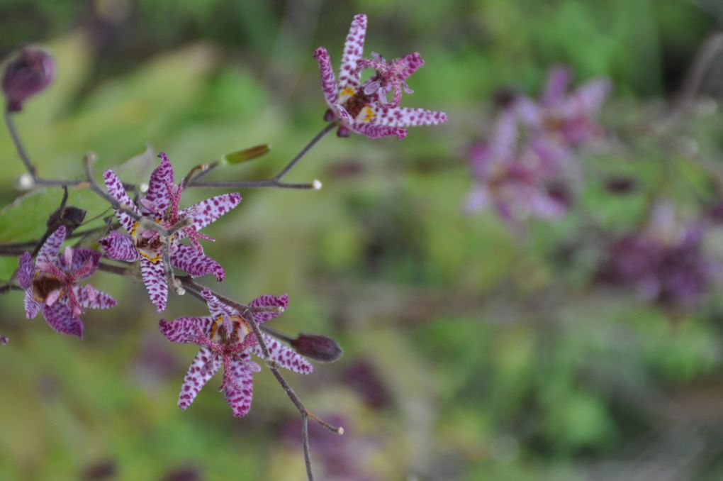 D'autres plantes disponibles à la pépinière