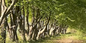 LE BOIS DU MOULIN DES MARAIS (Mitry-Mory)