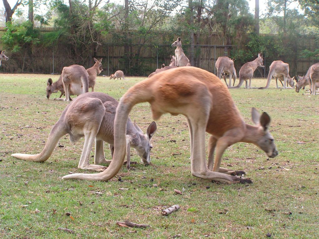 Album - Lone-Pine-Koala-Sanctuary