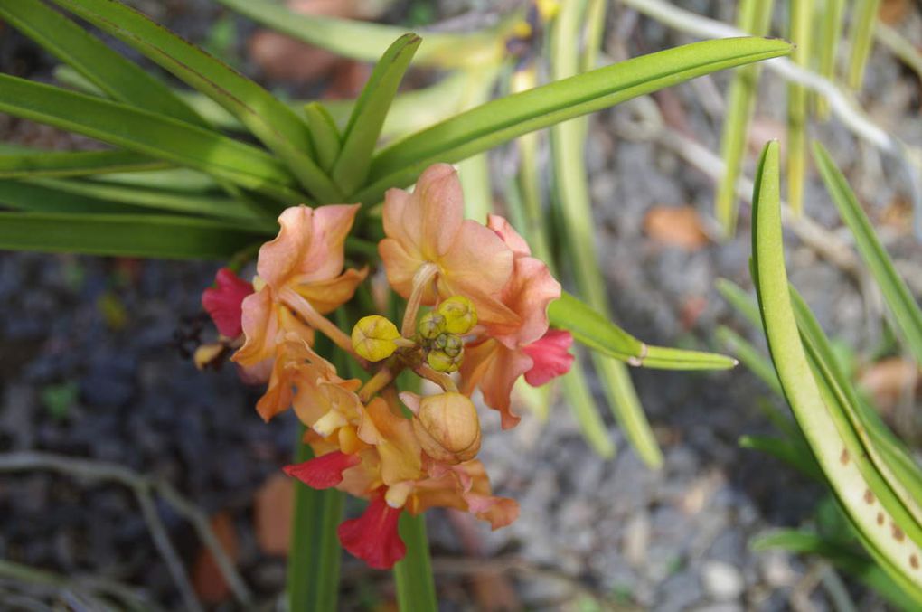 Le Parc Floral Coluche